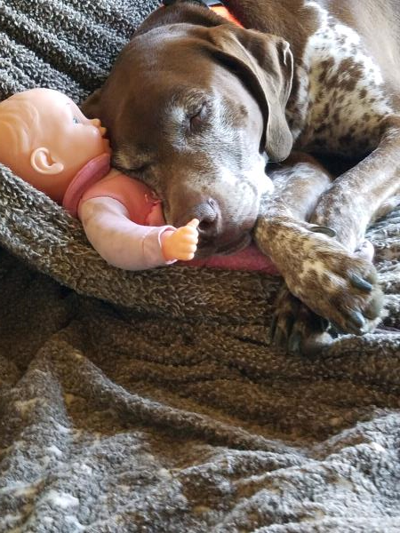 /Images/uploads/Southeast German Shorthaired Pointer Rescue/segspcalendarcontest2018/entries/8581thumb.jpg